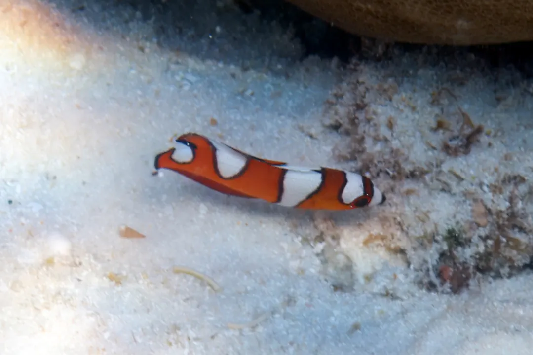 African Coris