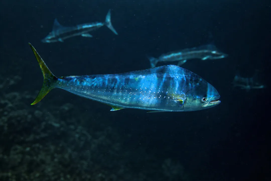 Mahi Mahi