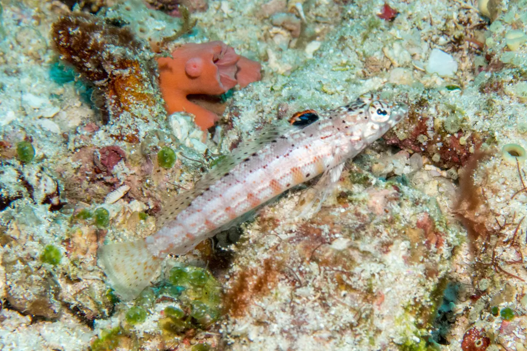 Maldivian Sandperch
