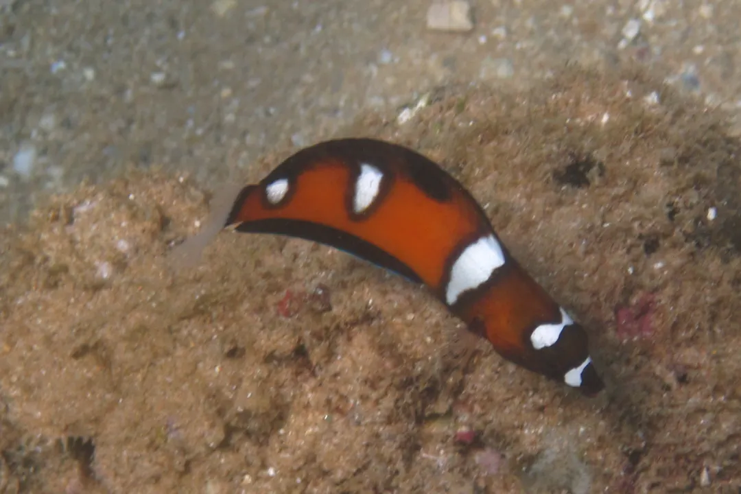 Queen Coris (juvenile) (Coris formosa)