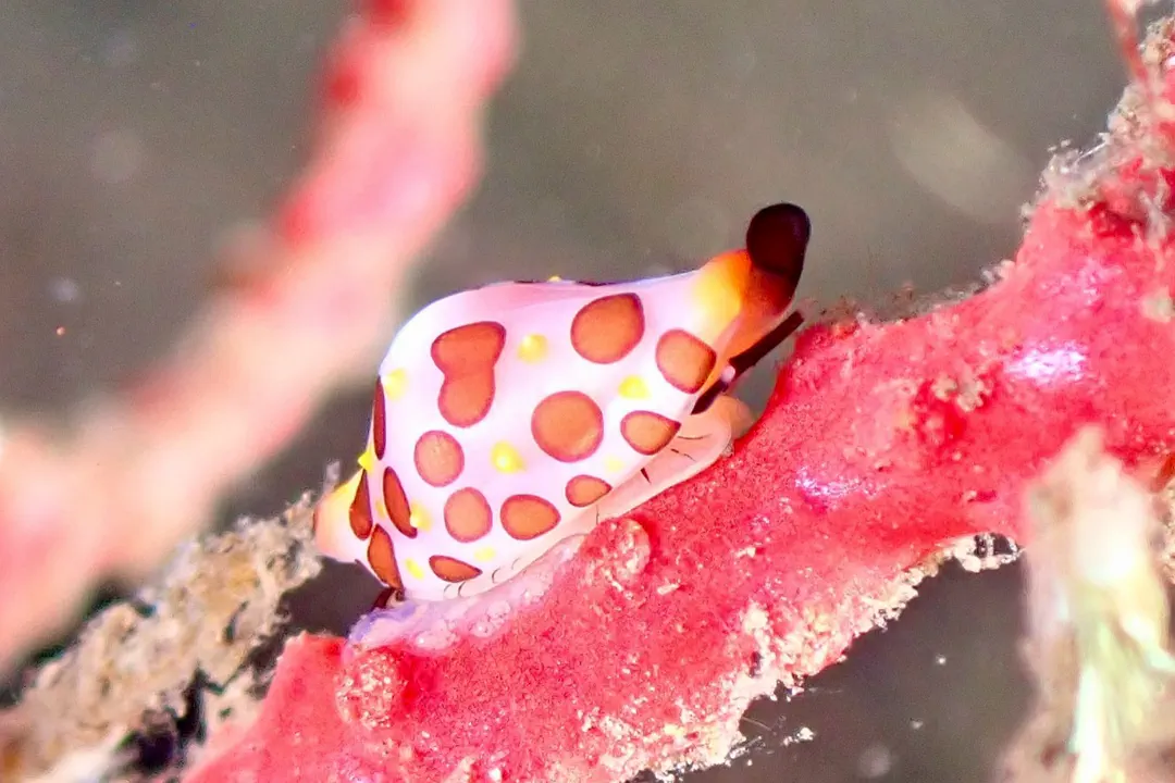 Rosewater's Egg Cowrie (Primovula rosewateri)