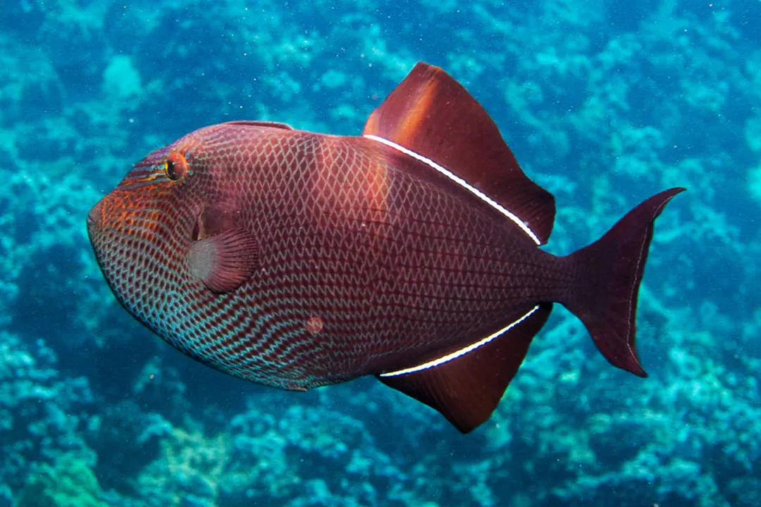 Indian Triggerfish (Melichthys indicus)