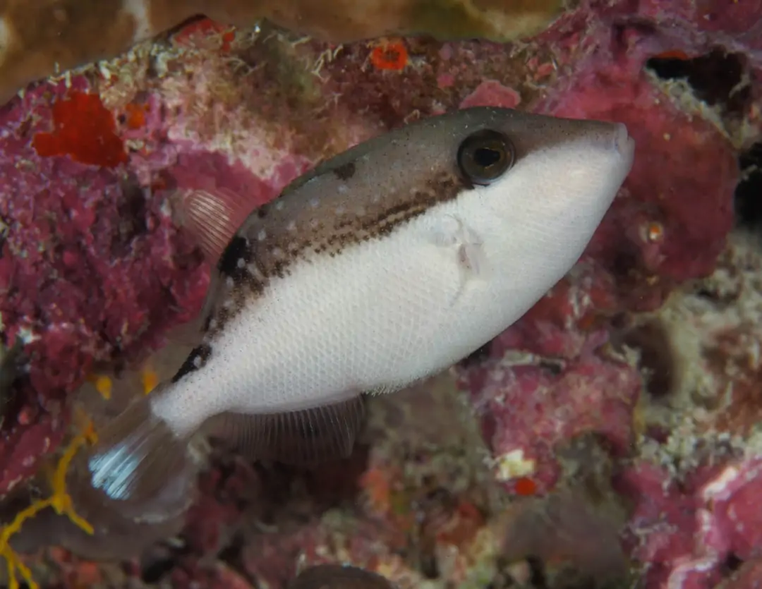 Seabook: Flagtail Triggerfish (juvenile)