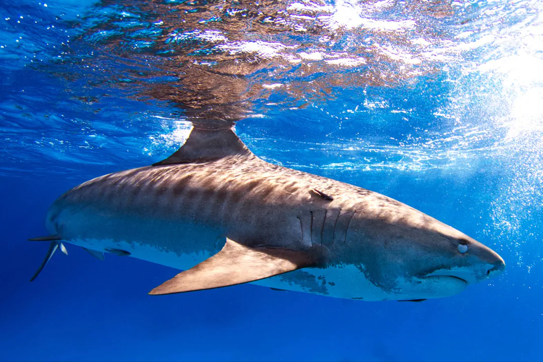 Diving the Maldives: An Underwater Tapestry of Atolls and Ocean Giants