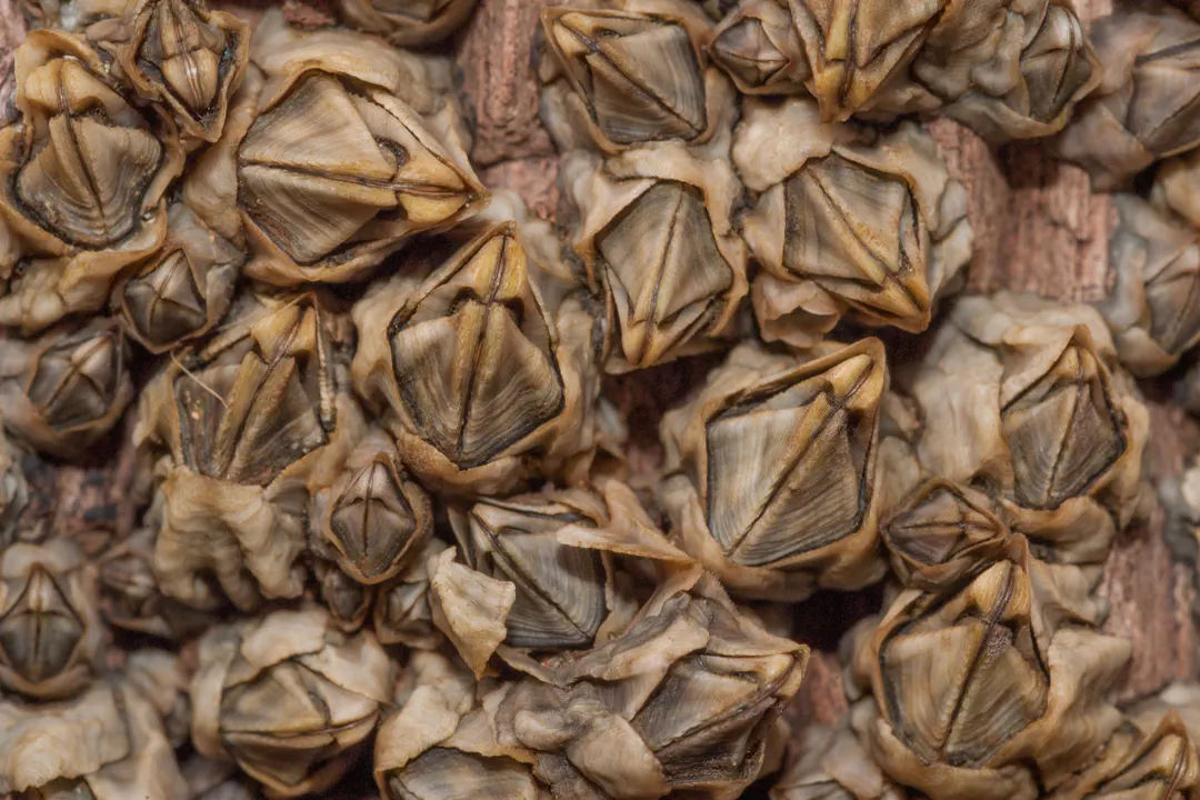 Beaked Barnacle