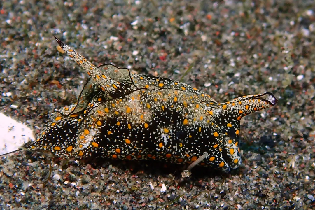Doublehorned Batwing Slug