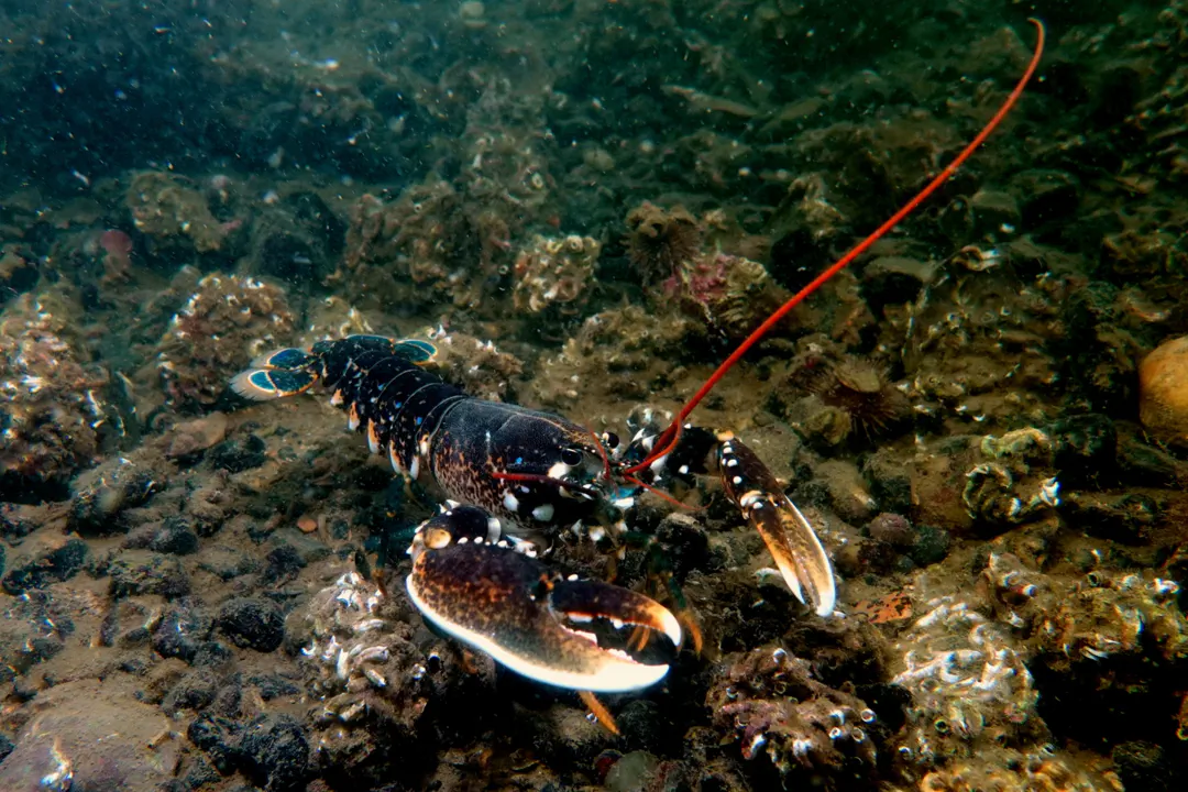 European Lobster