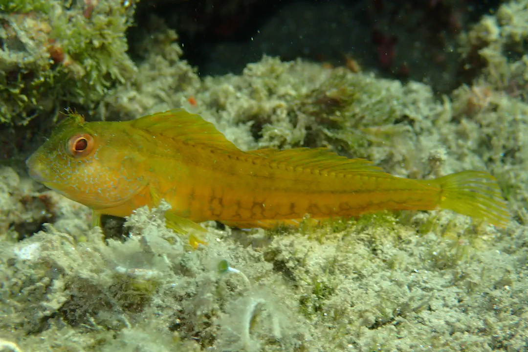 Ringneck Blenny (orange) (Parablennius pilicornis)