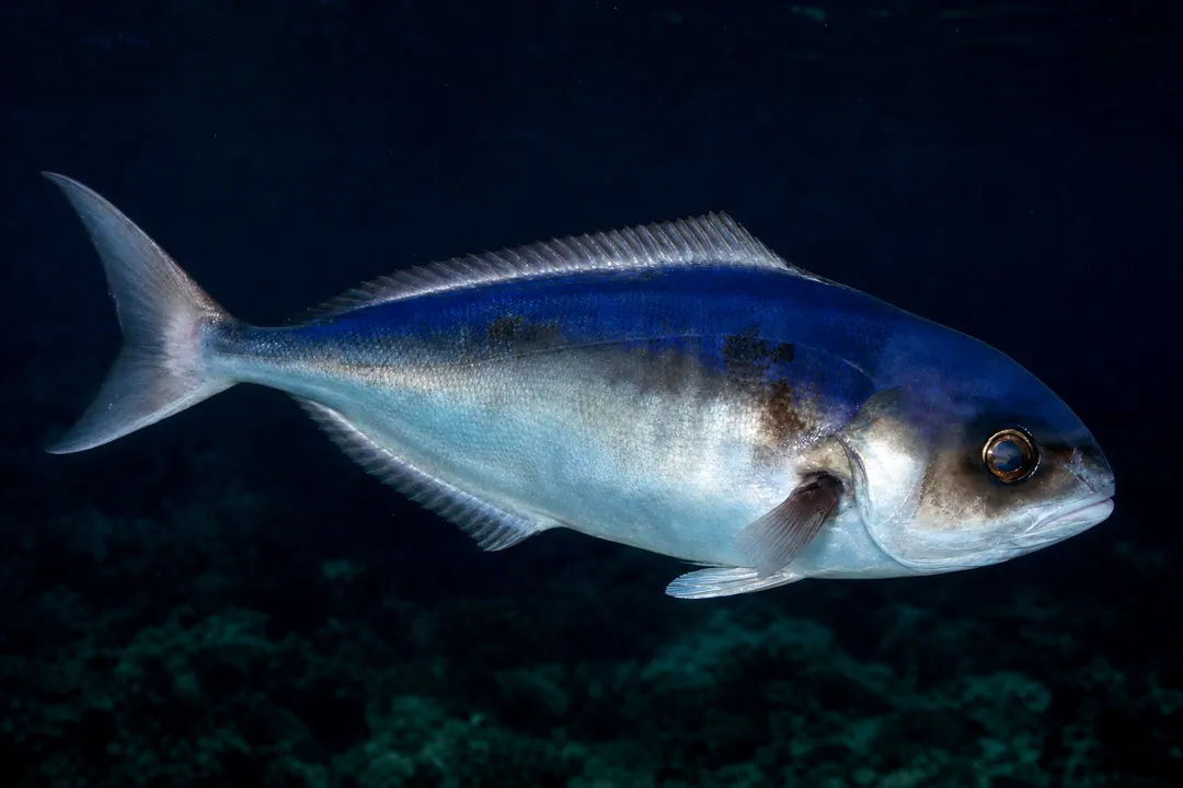 Ocean Blue-eye Trevalla