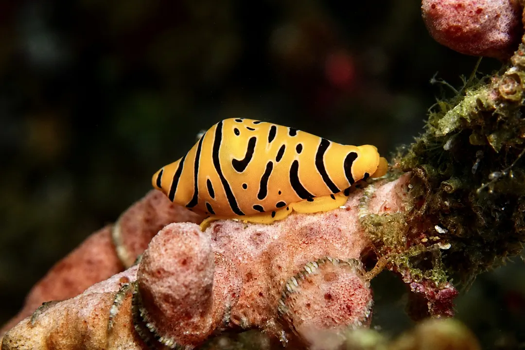 Tiger Egg Cowry (Cuspivolva tigris)