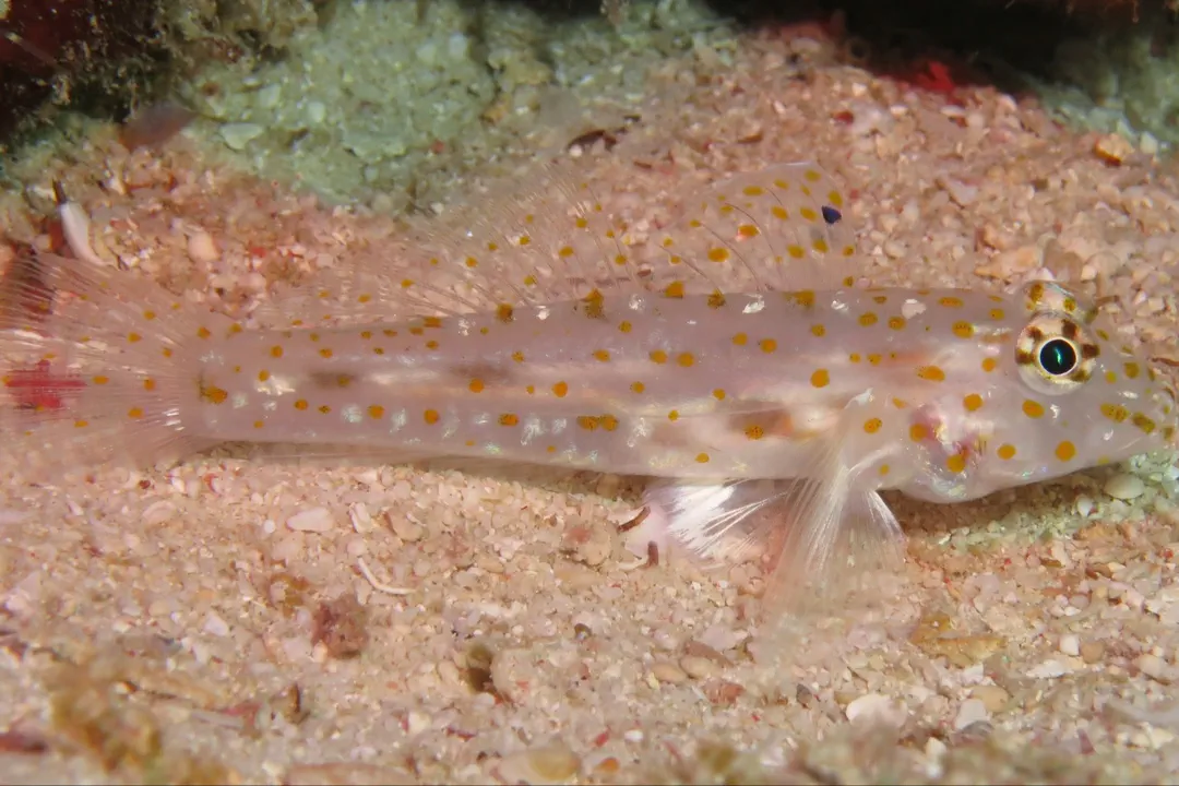 Pale Sandgoby (Fusigobius pallidus)