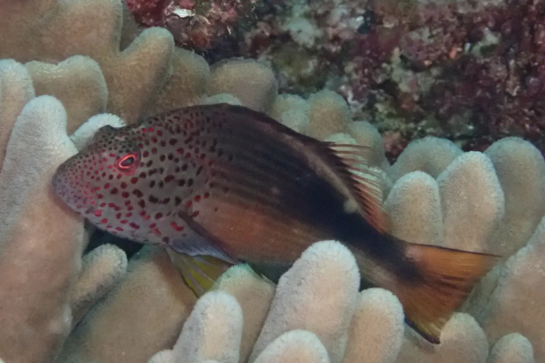 Blackside Hawkfish (dark) (Paracirrhites forsteri)