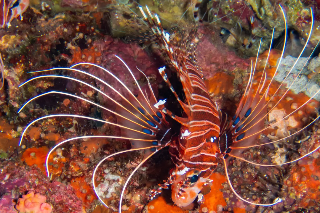 Spotfin Lionfish