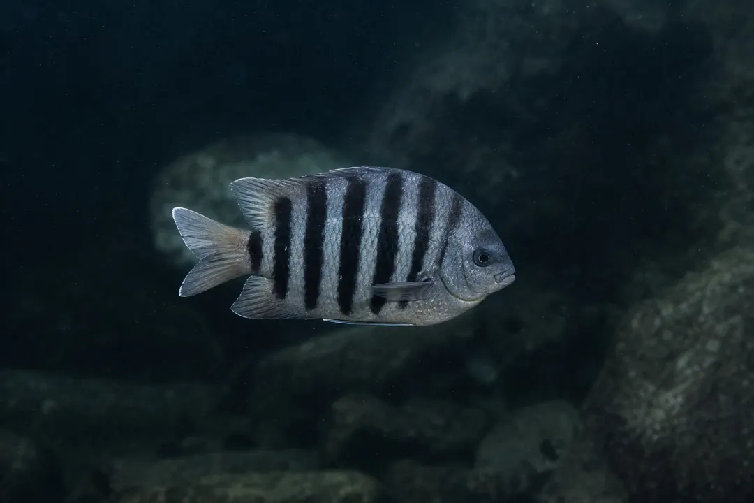 Bengal Sergeant