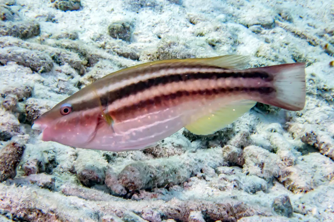 Princess Parrotfish (female) (Scarus taeniopterus)