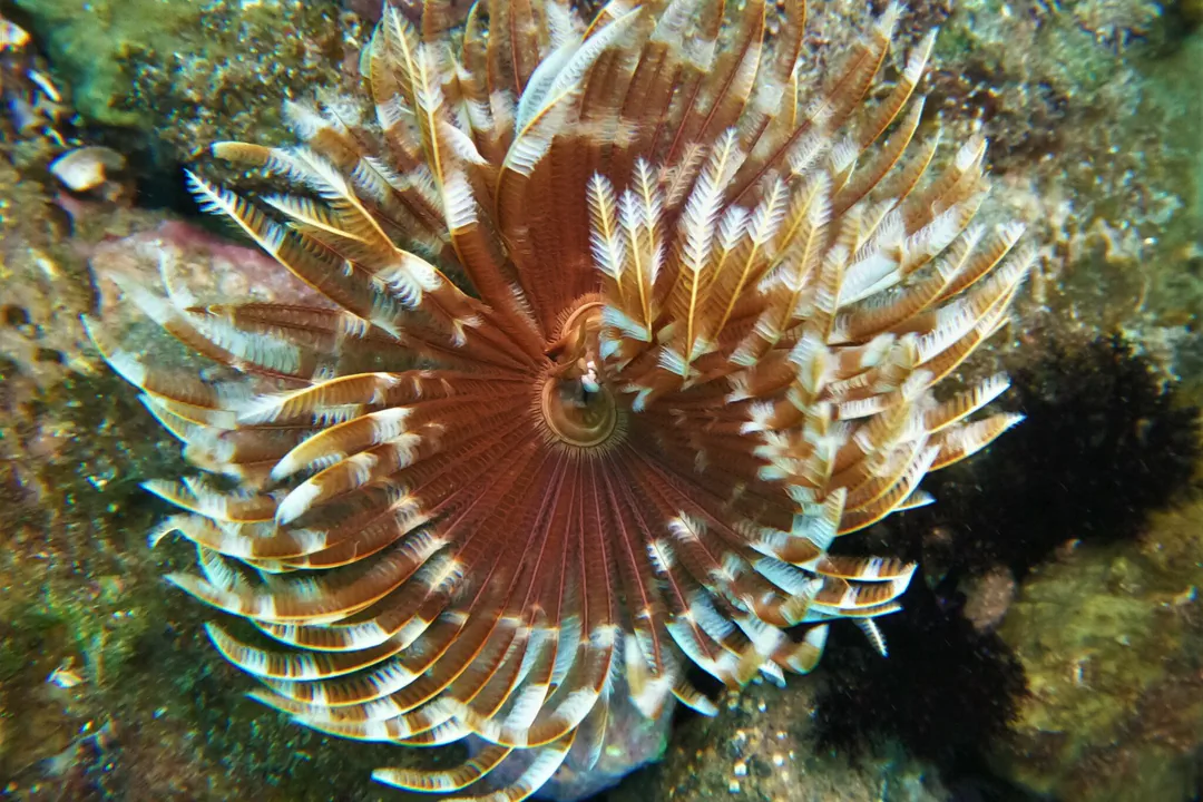 Indian Feather Duster Worm