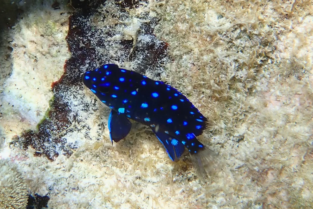 Yellowtail Damselfish (juvenile) (Microspathodon chrysurus)