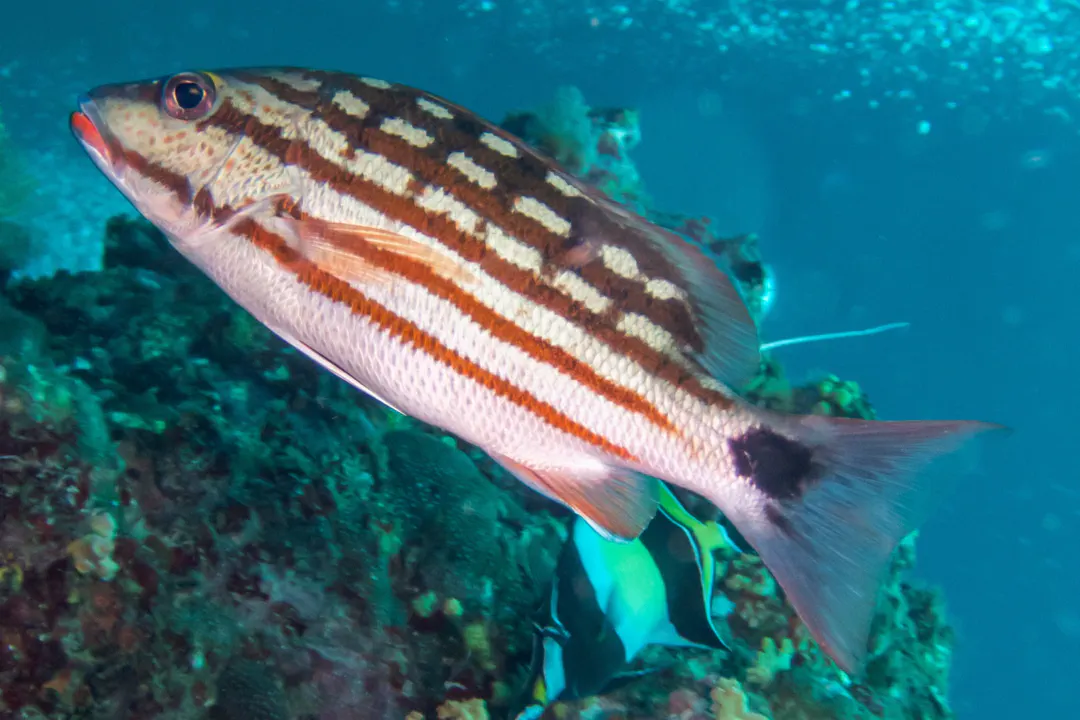 Checkered Snapper