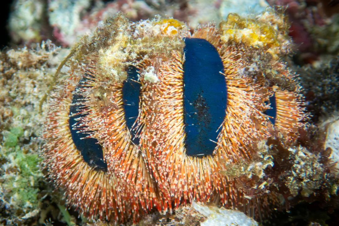 Globe Urchin