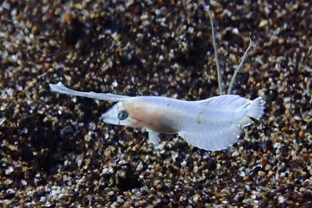 Peacock Razorfish (fry) (Iniistius pavo)
