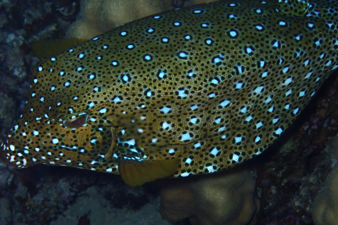 Yellow Boxfish (adult) (Ostracion cubicus)
