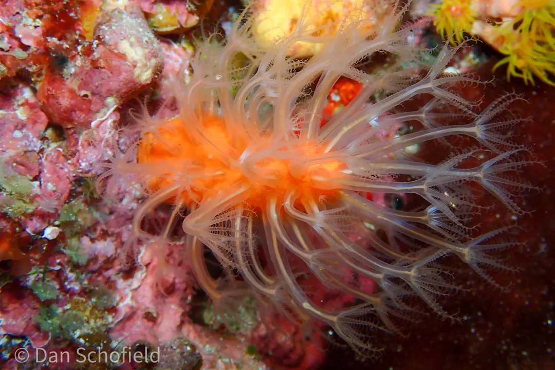 Alderslade's Carrot Coral (Paraminabea aldersladei)