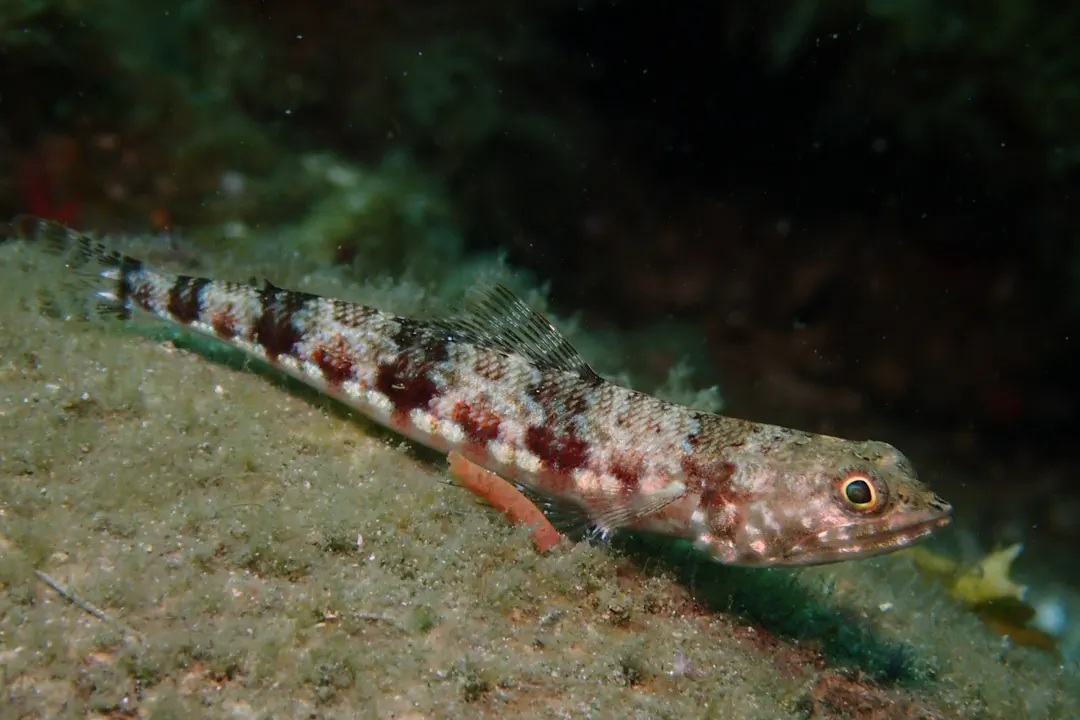 Variegated Lizardfish (Synodus variegatus)