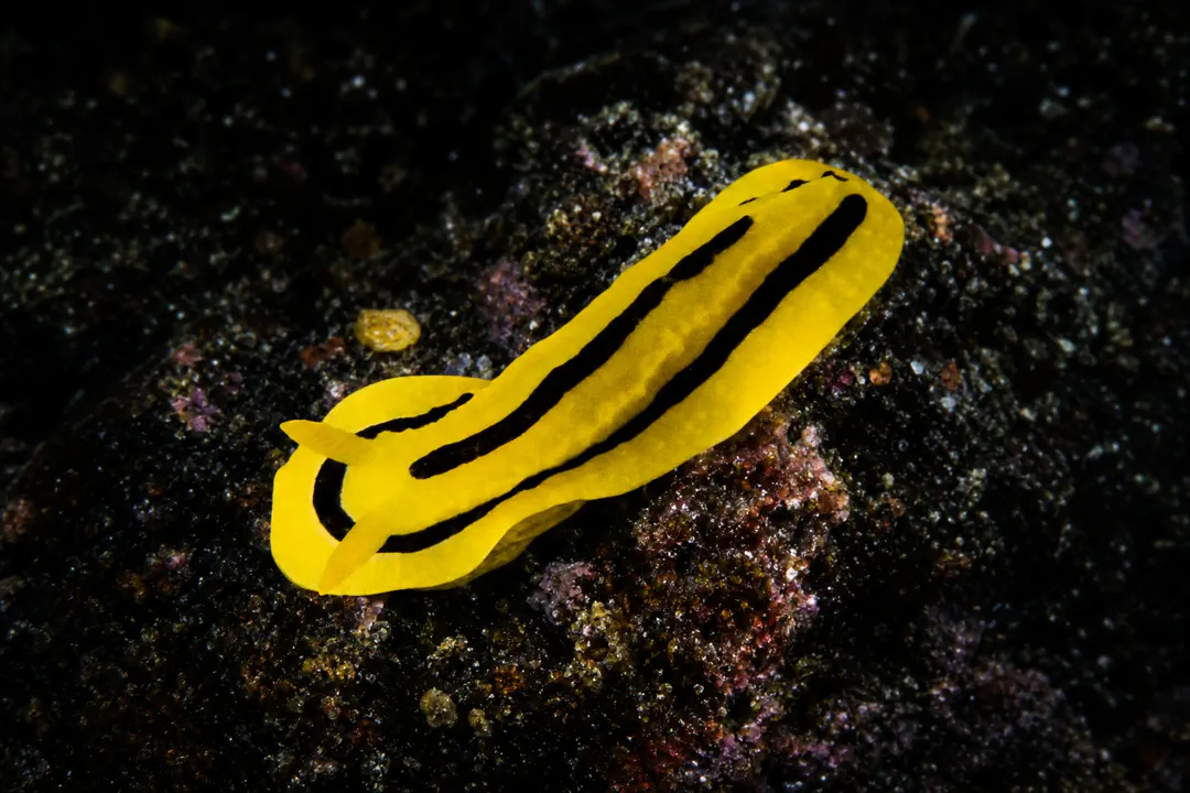 Warty Sea Slug (Phyllidia koehleri)