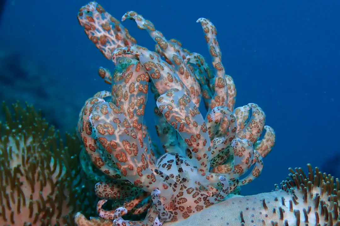 Solar-Powered Phyllodesmium