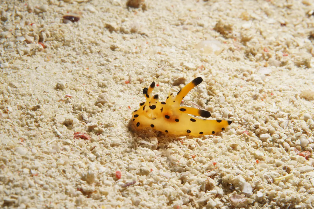 True Pikachu Nudibranch