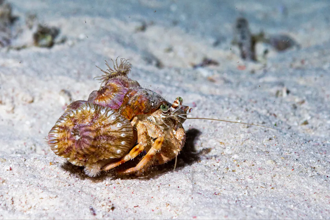 Red Sea Anemone Hermit Crab (Dardanus tinctor)