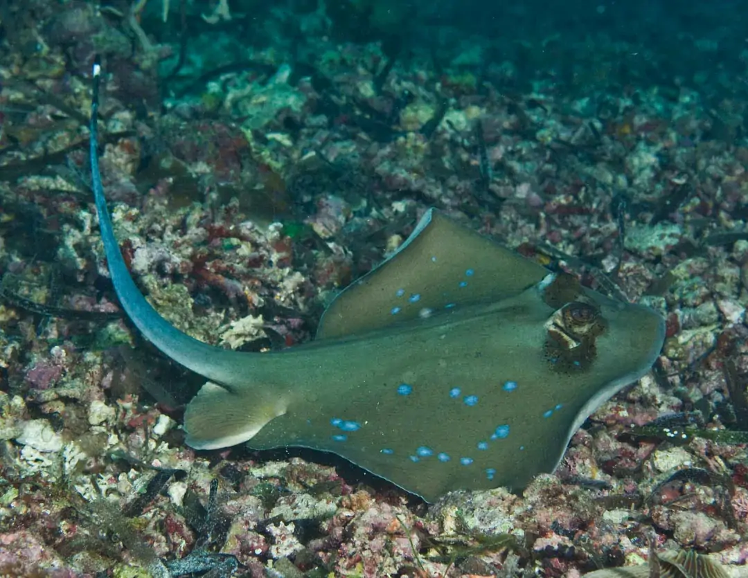 Seabook: Bluespotted Maskray