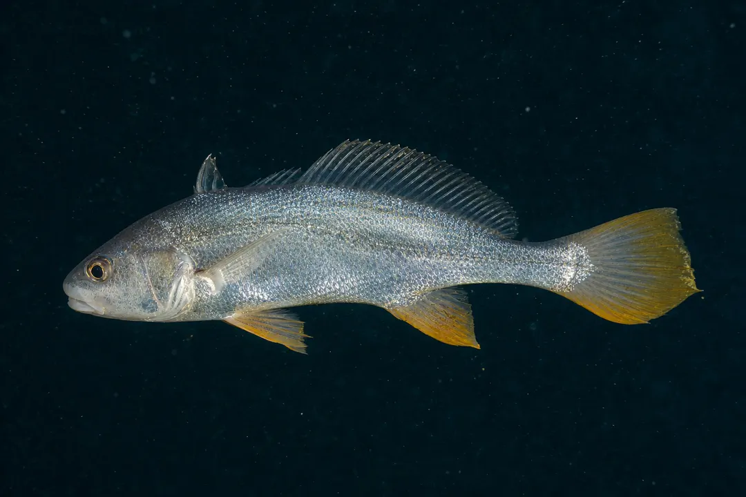 Scaly Jewfish (Nibea squamosa)