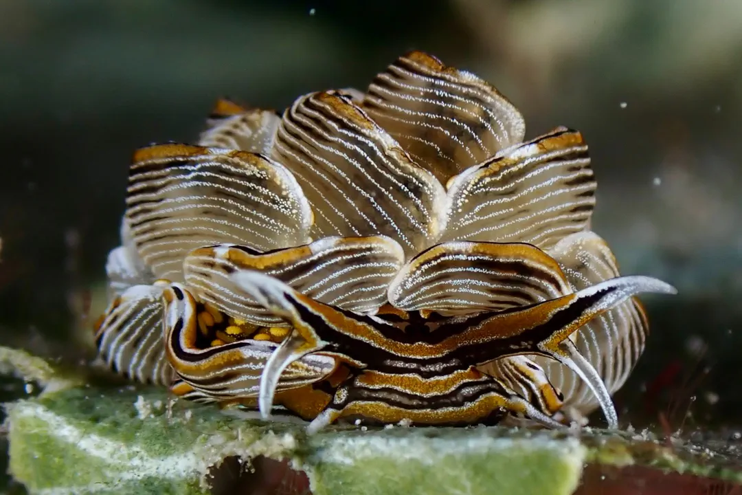 Black-and-gold Sapsucking Slug