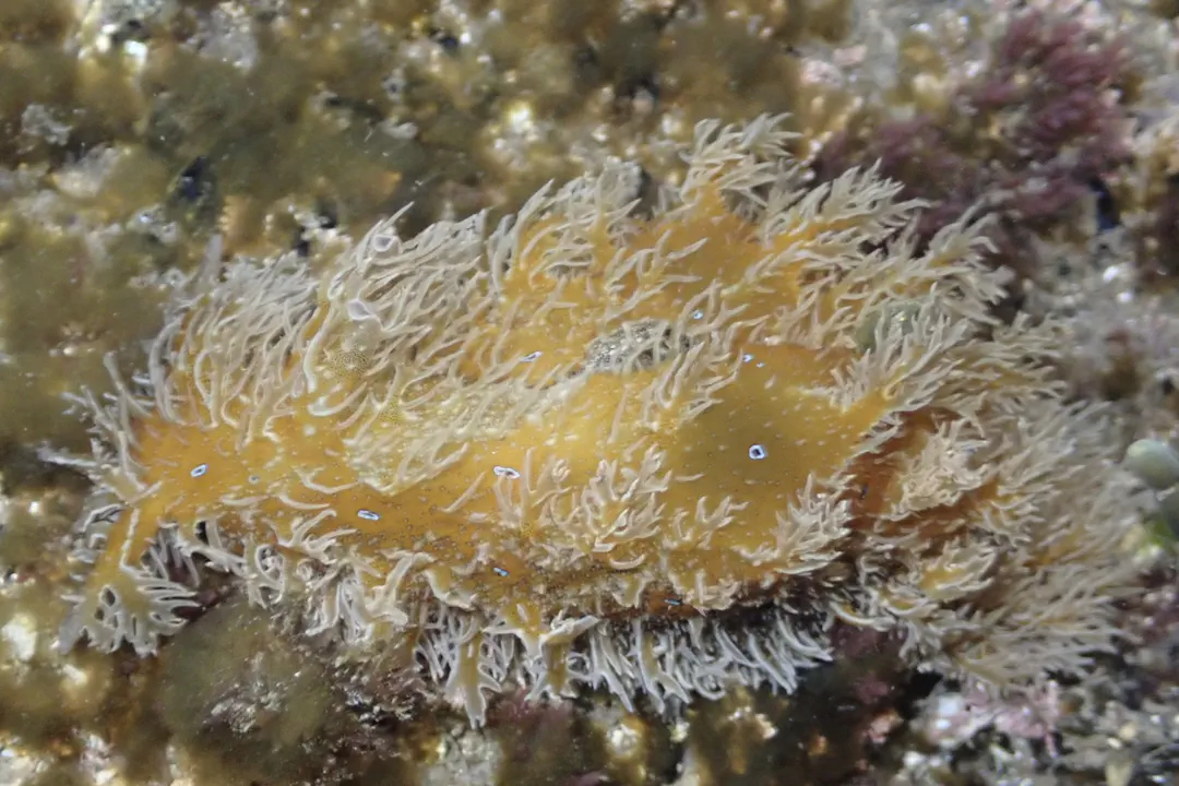 Ragged Seahare