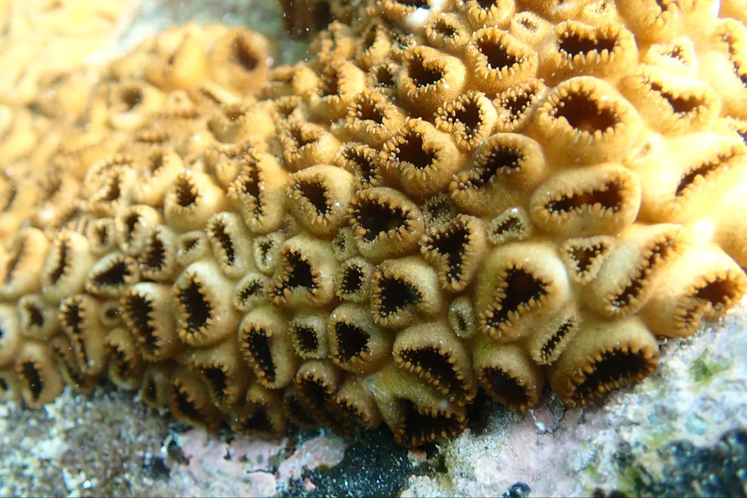 Sea Mat (Palythoa tuberculosa)
