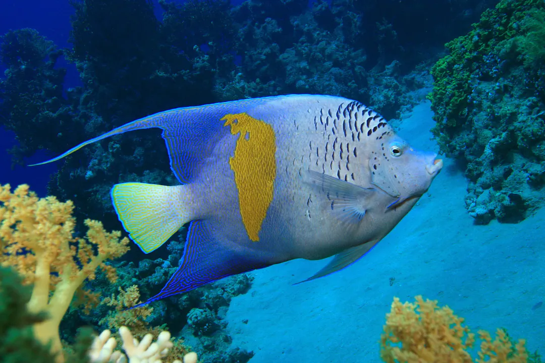 Yellowbar angelfish (Pomacanthus maculosus)