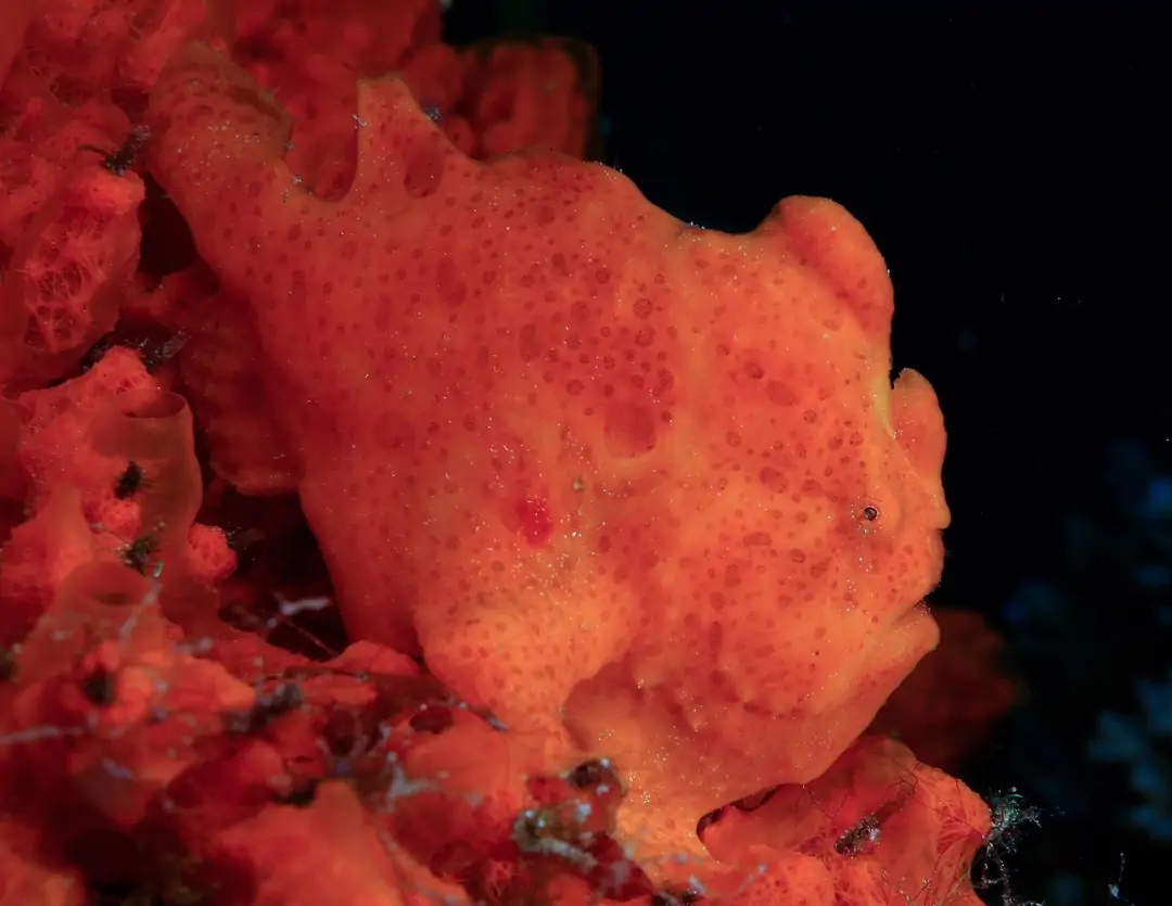 Seabook: Painted Frogfish (red)