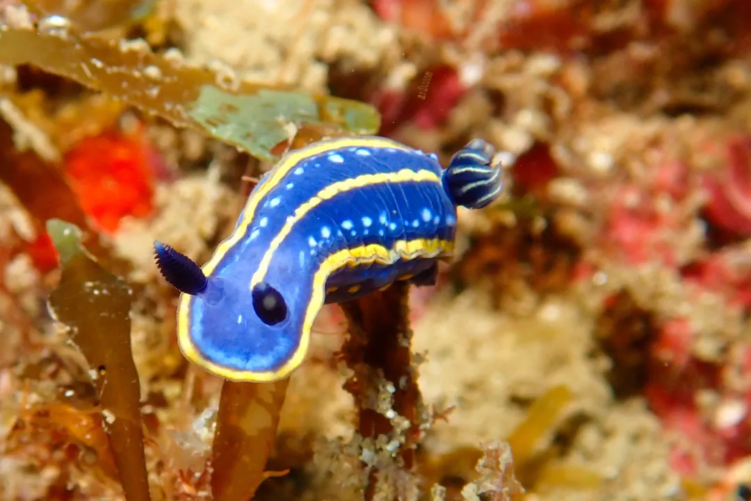 Tricolored Felimare (Felimare tricolor)