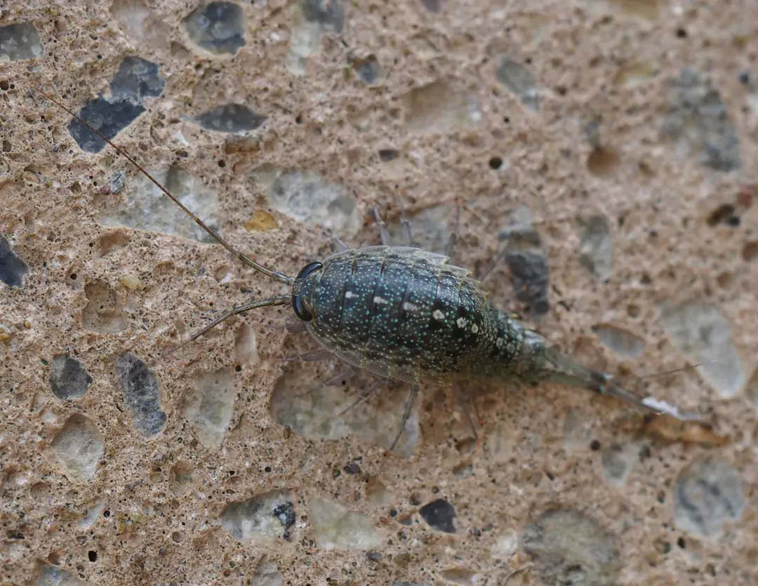 Seabook: Ligia ryukyuensis