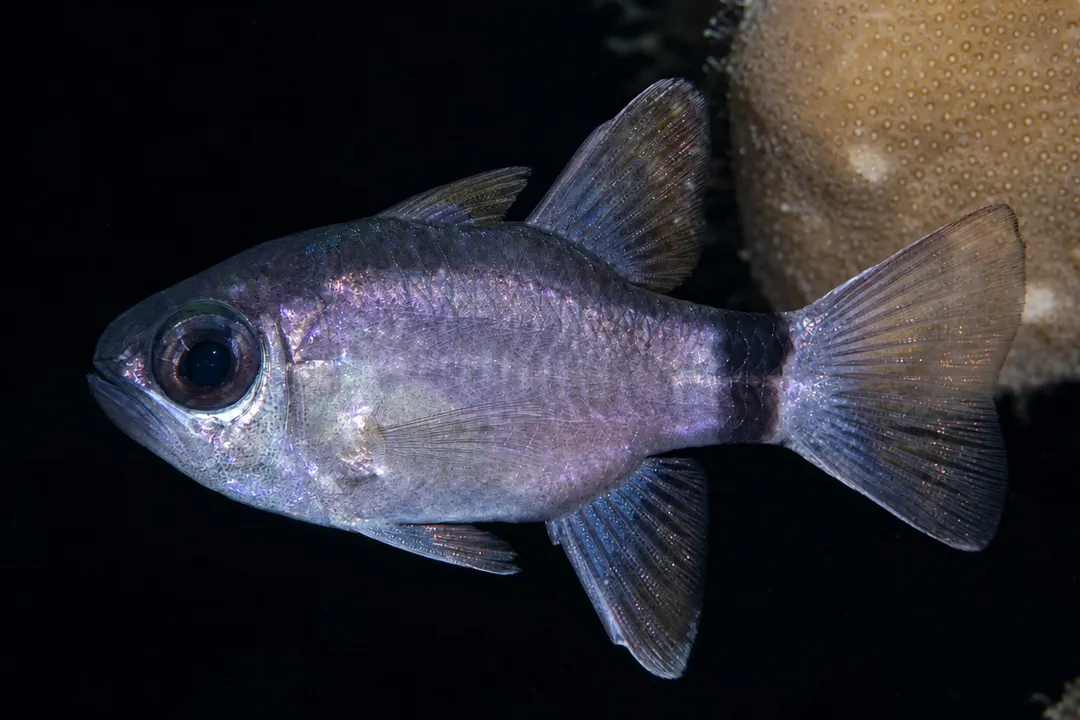 Tailring Cardinalfish (Nectamia annularis)
