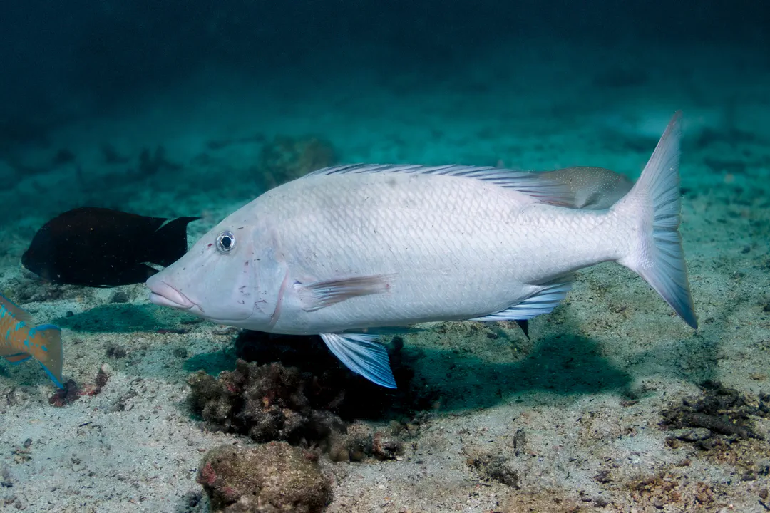 Smalltooth Emperor (Lethrinus microdon)