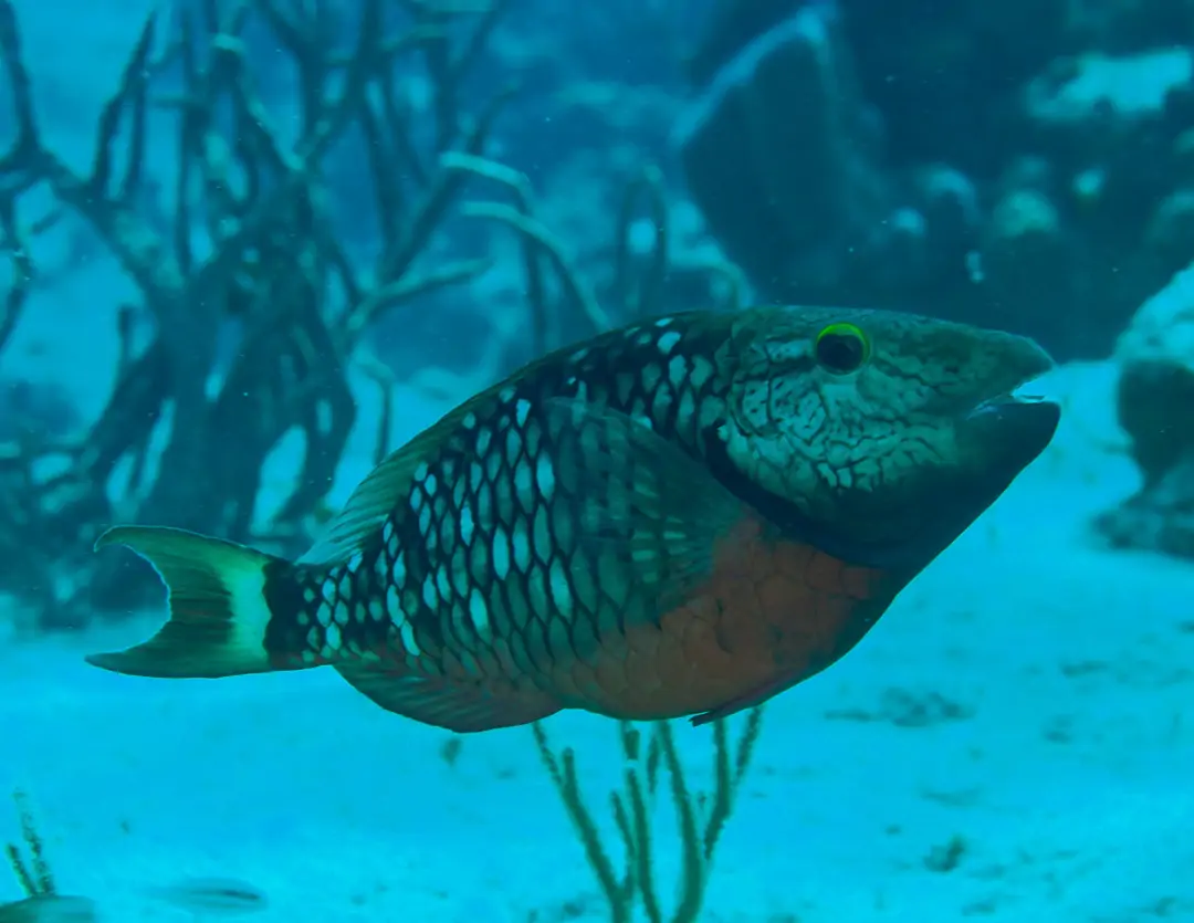 Seabook: Stoplight Parrotfish