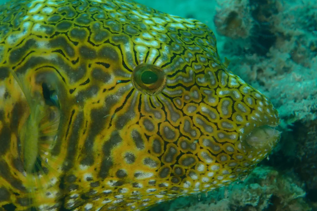 Map Puffer (yellow) (Arothron mappa)