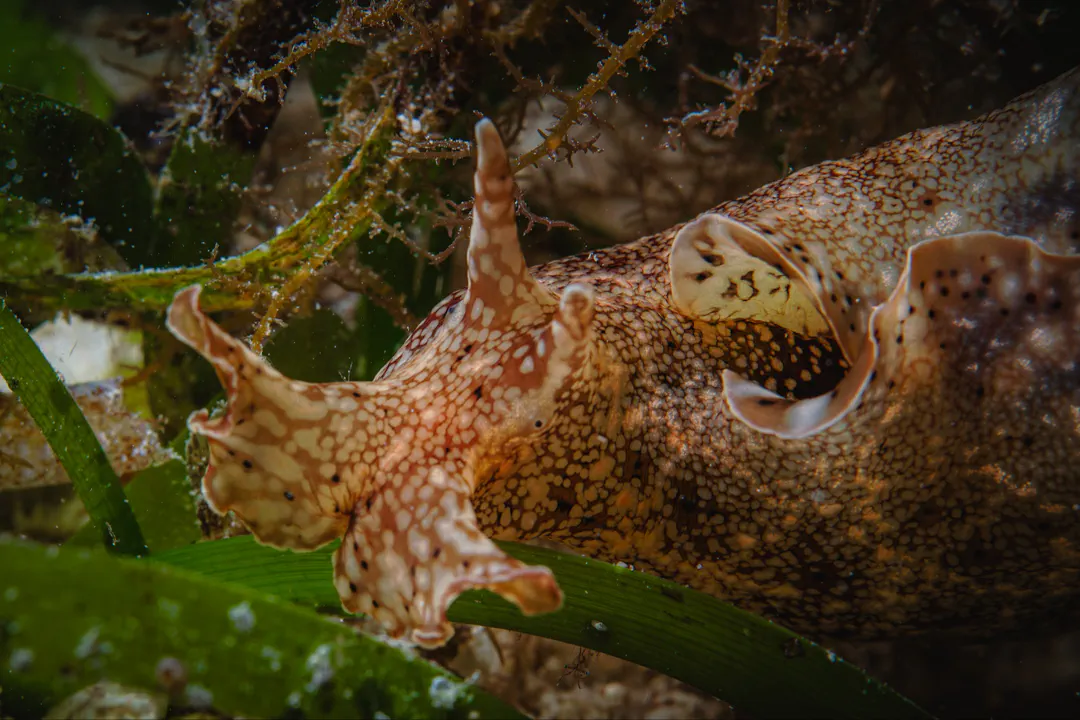 Blunt-end Sea Hare (Dolabella auricularia)