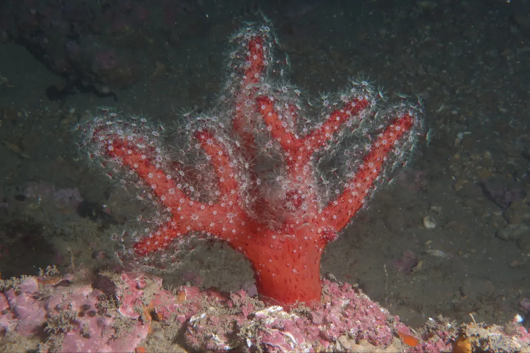 Mediterranean Sea Finger (Alcyonium acaule)