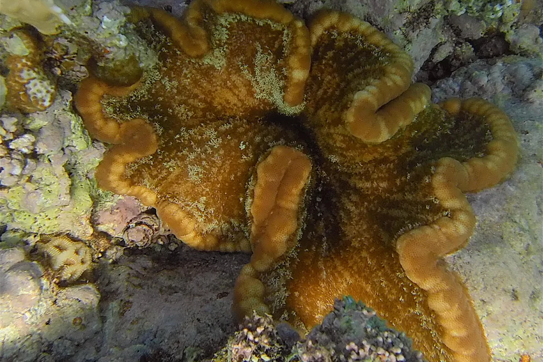 Pizza Anemone (Cryptodendrum adhaesivum)
