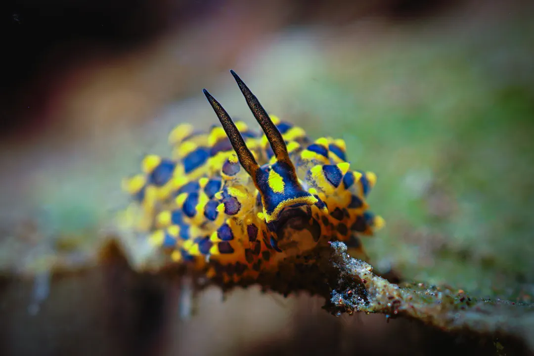 Yellow & Blue Sheep (Costasiella sp.)
