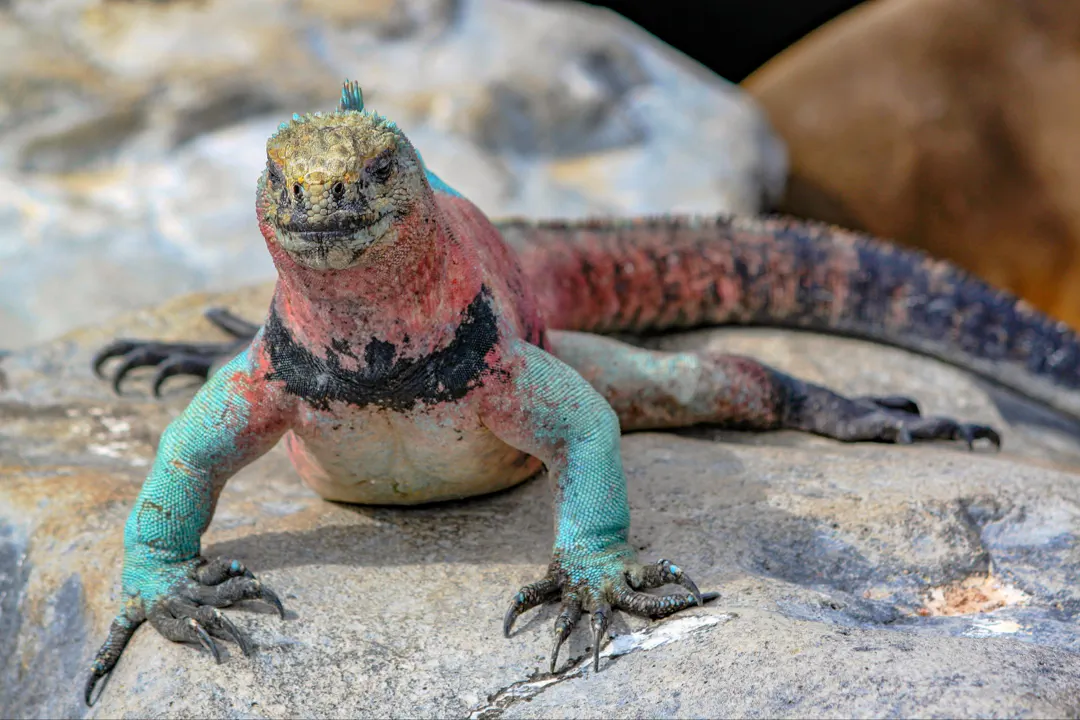 Marine Iguana (Amblyrhynchus cristatus)