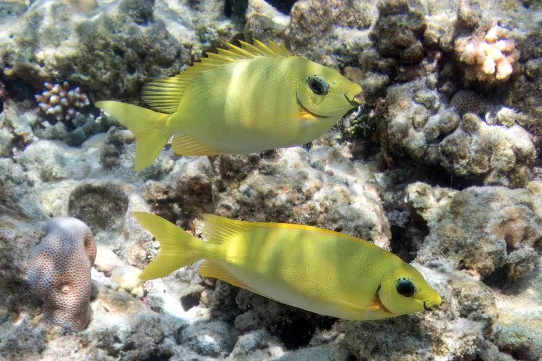 Blackeye Rabbitfish